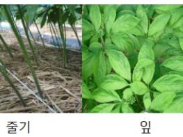 농촌진흥청, 인삼 '천량' 종자, 고온 대응 안정생산 기술지원 기사 이미지
