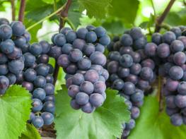 안산시, 대표 특산물 7선 맛·명성 입소문… 브랜드 홍보 강화 기사 이미지