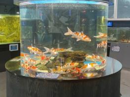 충북아쿠아리움, 우수 형질 비단잉어 ‘대정삼색’ 특별 전시 기사 이미지