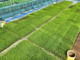 충북농기원, 벼농사 첫걸음 '볍씨 소독' 당부 기사 이미지