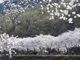 봄빛 가득한 3월의 절정, ‘제12회 옥포 벚꽃축제’ 개최 기사 이미지