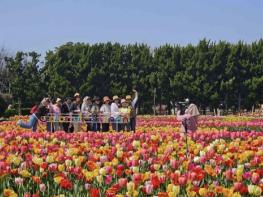 인구 16배 몰린 신안 임자도, '2026 섬 튤립축제' 6만여 명 방문하며 성황리에 종료 기사 이미지