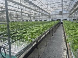 제주도 농기원, 데이터로 키운다…스마트 씨감자 생산체계 전환 시동 기사 이미지