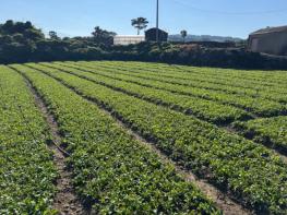 제주 ‘섬쑥부쟁이’ 농약 등록 확대…안전 생산 기반 강화 기사 이미지