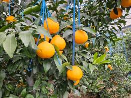 제주도, 만감류 비료 사용 저감…관비재배 시비기준 마련 추진 기사 이미지