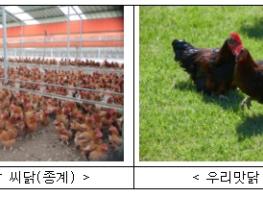 농촌진흥청, 맛·성장 우수한 '우리맛닭' 씨닭 분양 기사 이미지