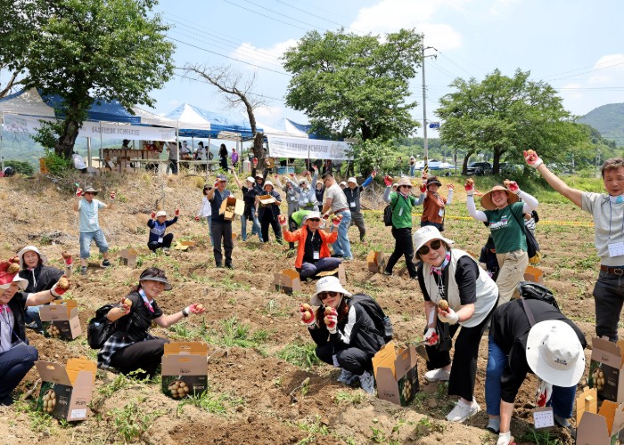 제15회 감물감자축제 사흘간 7,000명 발길… 농가 소득 2억 8천만 원 기사 이미지
